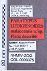 Etikett zu Megapenthes rusticus (Schimmel, 2004)